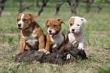 AMSTAFF  PUPPIES 121